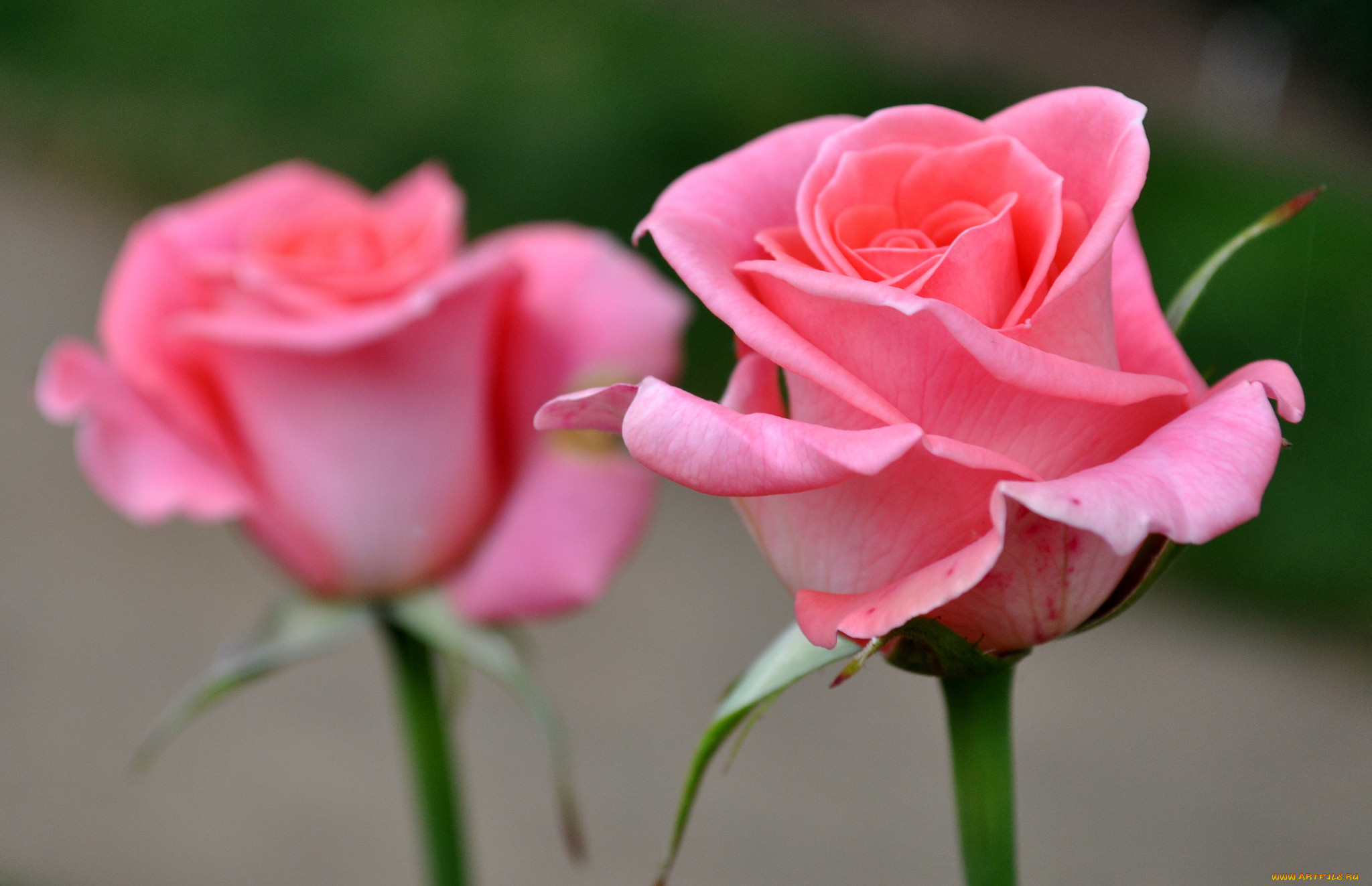 Бутон розовой розы